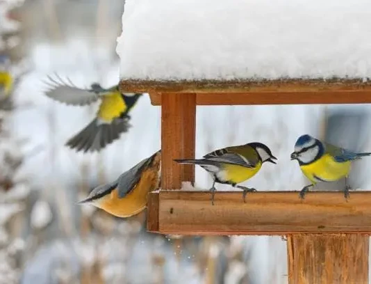 DOKARMIANIE PTAKÓW – KIEDY I JAK – ZIMA 2026 DOKARMIANIE PTAKÓW