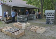 KOLEJNY SEZON RYWALIZACJI GOŁĘBI POCZTOWYCH – SEKCJA W NOWEJ DĘBIE CORAZ MOCNIEJSZA