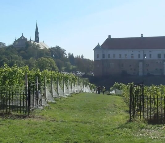 MUZEUM I CENTRUM WINIARSTWA – W SANDOMIERZU MA POWSTAĆ NOWA PLACÓWKA